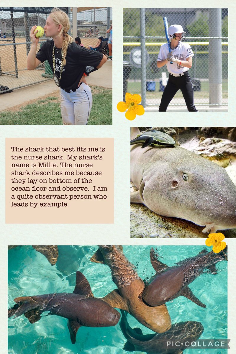 carroll_londyn's tweet image. #SharkChallenge #MillieTheNurseShark #Task1 @AMNTX18u @AMNTX18u_Jeff @coachmadisontx @JimyeVaughan @coachnikolehigh