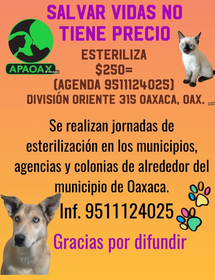 APAOAX tweet media