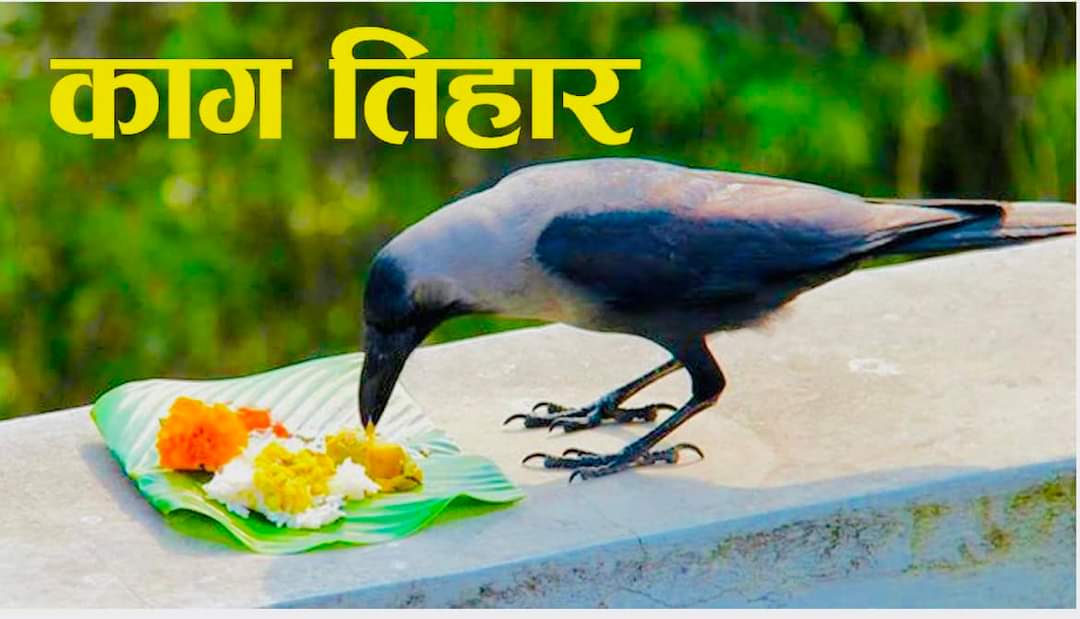 आज तिहारको पहिलो दिन अर्थात काग तिहार हो। आज कागलाई यमराजको दूतको रूपमा पूजा गरिन्छ। काग तिहारको दिन बिहान कागलाई खाद्य परिकारले सत्कार गरेपछि मात्रै आफूले भोजन गर्ने परम्परा छ!