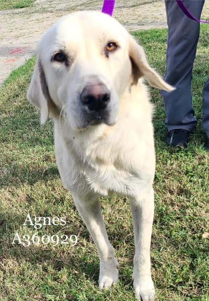🚨Meet 🎀AGNES🎀 2 YO #GreatPyrenees #A360929  2 wks at #CorpusChristiACS #TX & on #HardDateUrgent list 💉☠️ 11/16💔
Made it into play group,  friendly with staff, but not pushy, respects limits. She will need HW treatment,  already spayed🙂
#RescueVillage please RT #foster…