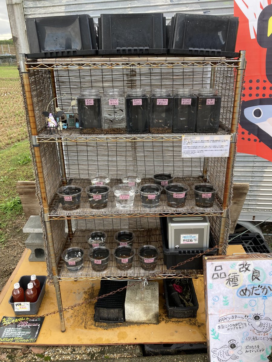 Kobiton5's tweet photo. おはようございます🐠☁️
先週と違って、今週末は肌寒くなりましたね❄️
メダカさんもご飯🍙は昼間にしかあげなくなりました💦
季節も冬に入ろうとしていて少し寂しい気持ちもありますが、冬越し出��るように準備していきたいと思います😊💪🔥
無人販売は今月末で終了となります‼️
宜しくお願いします🙇‍♂️ https://t.co/WvT2WZ9U8B