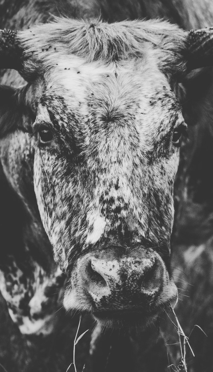 #wichitamountainswildliferefuge #wichitamountains #oklahoma #thisisoklahoma #onlyinoklahoma #oklahomaphotographer #oklahomaphotography #oklahomaproud #oklahomaphotographers #naturephotography #okie #photography #canonphotography #longhorn #cow #cowlovers