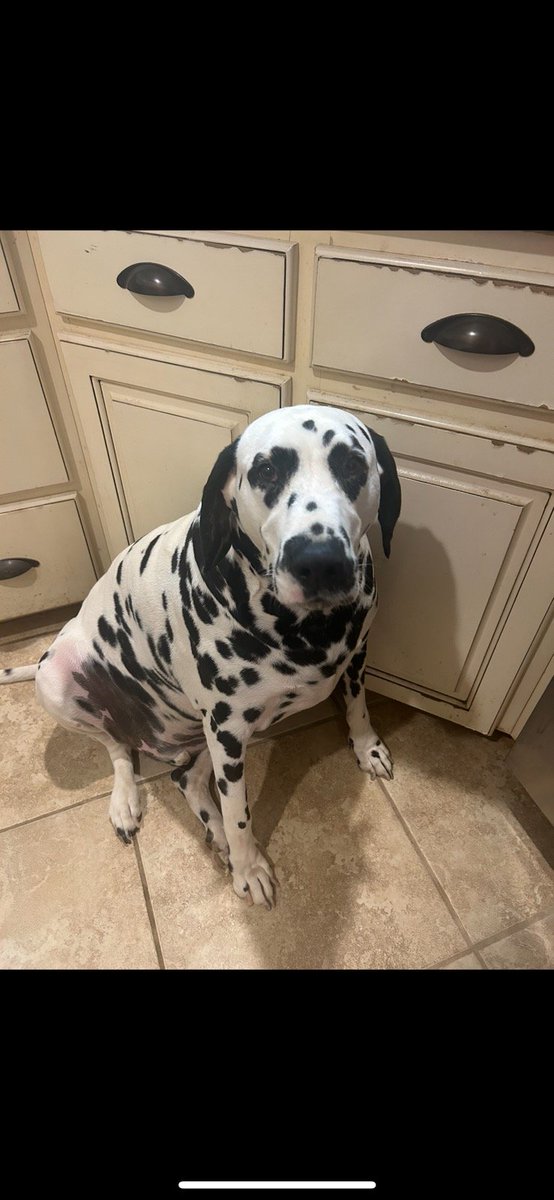 PetsofO's tweet photo. MARSHALL IS STILL MISSING!

HIS OTHER 3 SIBLINGS HAVE ALL BEEN FOUND

MISSING FROM SPLIT 9 WEST AREA

DO NOT APPROACH.  

MARSHALL IS A FEAR BITER!

PLEASE CALL HIS MOM 2055311018
@OxfordPolice @Lafayette @RobynTannehill  
@jui https://t.co/CA7tGRJBBZ