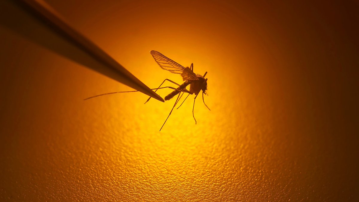 FDA approves first vaccine against mosquito-borne virus chikungunya dlvr.it/Syh2vK