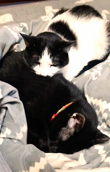 猫吸いする猫。