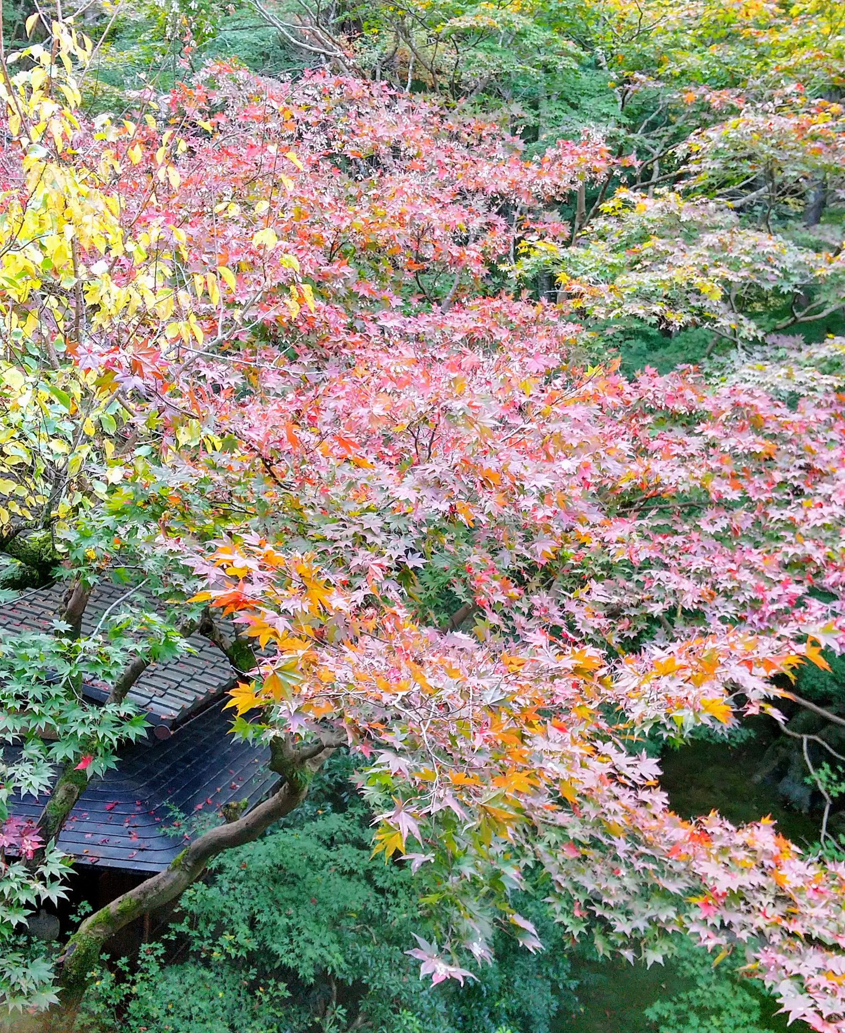 マキコ　　藤井風花カラビ ナ　ゴールド　グリーン　2点　新品 藤井風花hana - Search / X