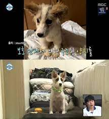 Natamarsol's tweet photo. #YangHee era una perrita a la que le daba tránsito pero tenía muchos problemas de salud, cuando llegó el momento de darla en adopción se dio cuenta que no podía y se la quedó. La cuidó, rehabilitó y la ama profundamente
Siempre pensé que merece más oportunidades, ojalá lleguen https://t.co/WHBGrqZuVg