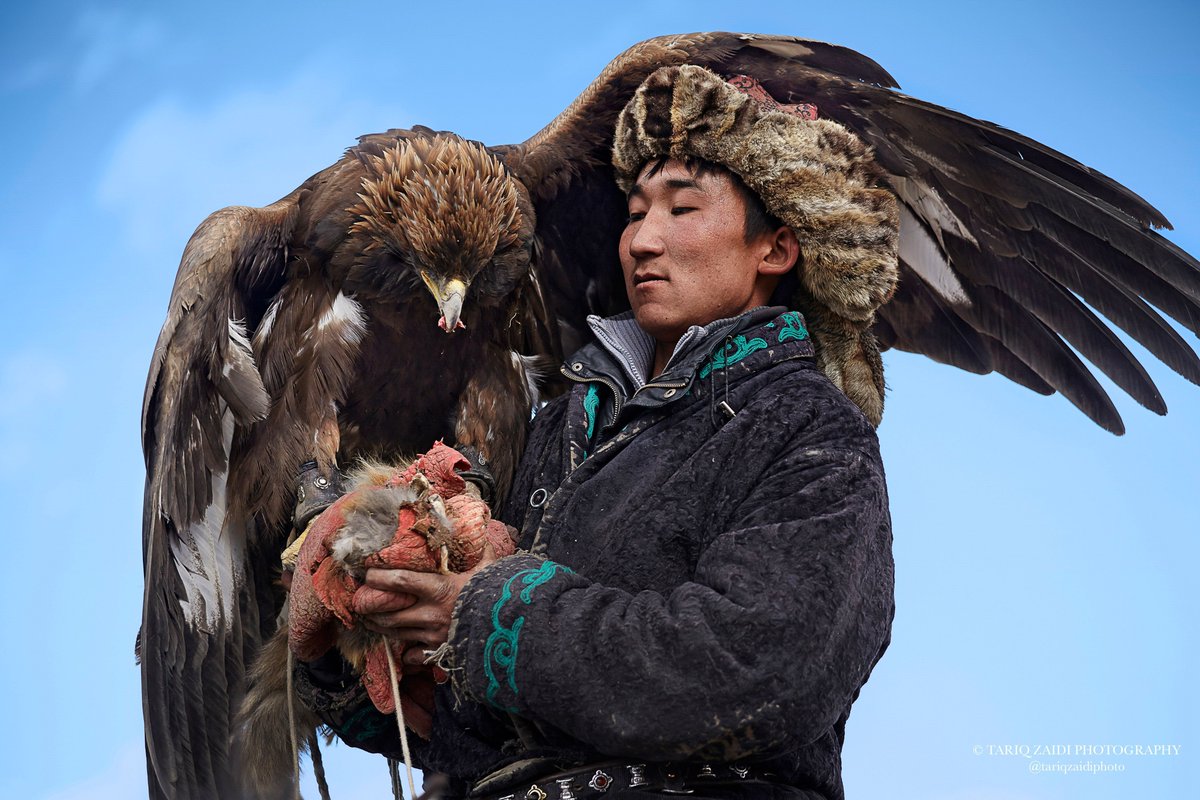 After a successful hunt, a proud hunter rewards his eagle by feeding it the lungs of the prey, which is considered the most highly prized part of the animal. Image by @tariqzaidiphoto 2014. #reportage #photography #reportagespotlight #eaglehunter #BayanOlgii #Mongolia