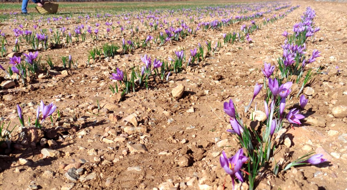 ¡Buenos días! Cosechando la rosa del azafrán en Villarrobledo 💜🌷💜 Este municipio es uno de los 335 que forman parte de la zona de producción de la DOP Azafrán de La Mancha; están repartidos por las provincias de Albacete, Ciudad Real, Cuenca y Toledo.