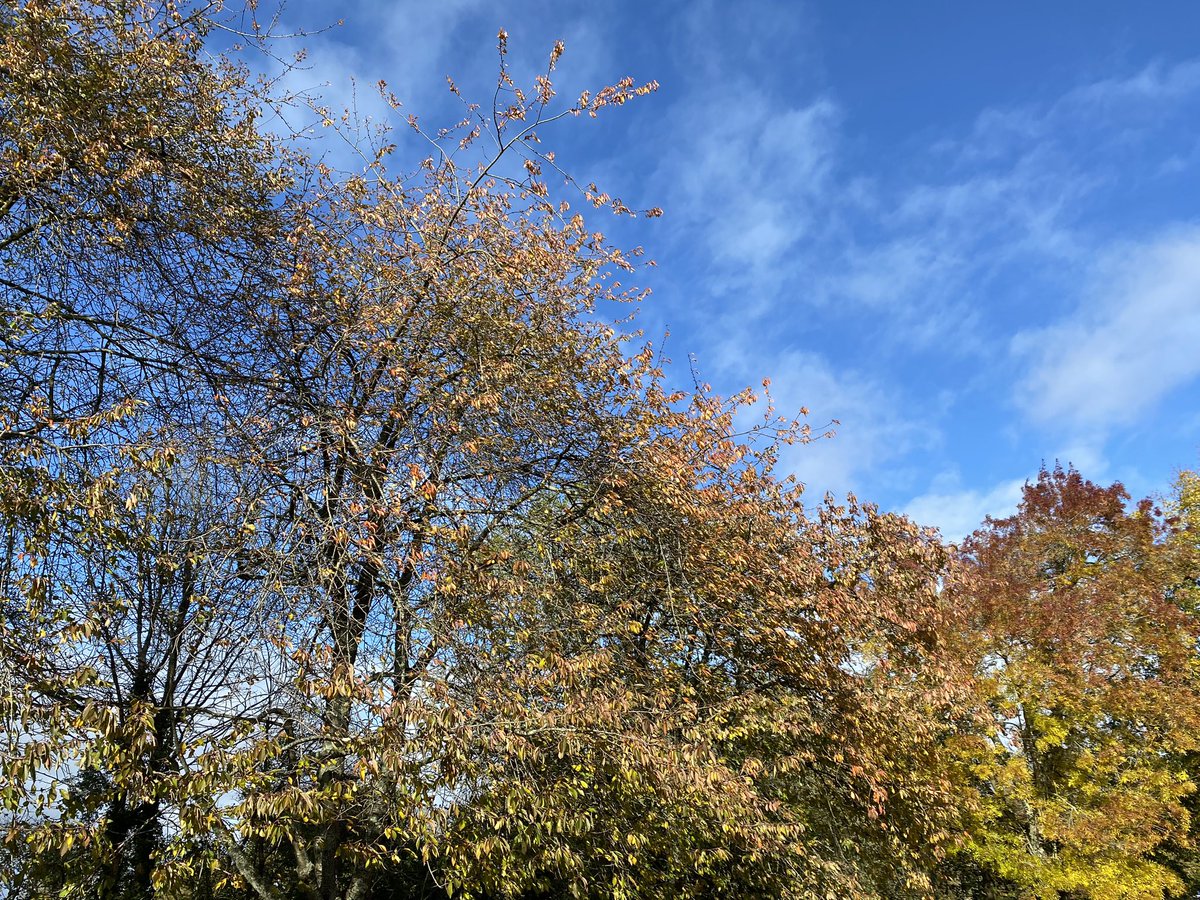 DrRCrossland's tweet photo. In #Winchester on Thur, day 193 of #365DaysWild, & I’d forgotten how beautiful it is in the #autumn.
Out around our village on day 194, with a good long play in the park under glorious autumn trees. I’m loving village life, especially at this time of year!
#WildBeanAdventures https://t.co/LyxlmWol07