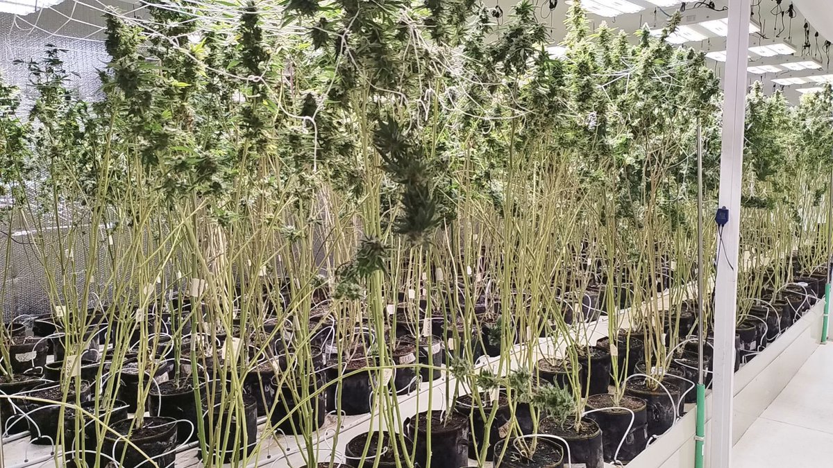 WeWeed_NFT's tweet photo. ☀️GM to everyone still here in #Web3. 2nd batch of products is underway. Happy weekend!

#cannabisfarm #WeWeedFam https://t.co/EQKT8LCu8M