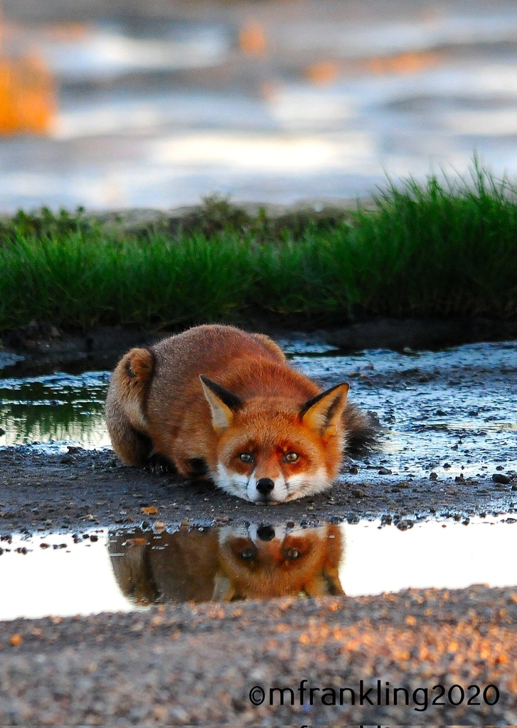Some morning reflection today . Thank you @mfranking2 #FoxOfTheDay