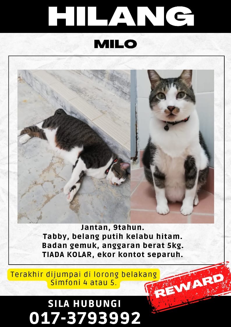 MISSING CAT!

Our beloved cat, Milo has gone missing since 2 Nov (Thurs pm). My sis bawak dia jalan belakang rumah je then suddenly ada kids lari n dia terkejut pastu lari. Tak sempat kejar dia tiba-tiba dah menghilang tak jumpa sampai skrg

Last seen Simfoni Perdana, Puncak Alam