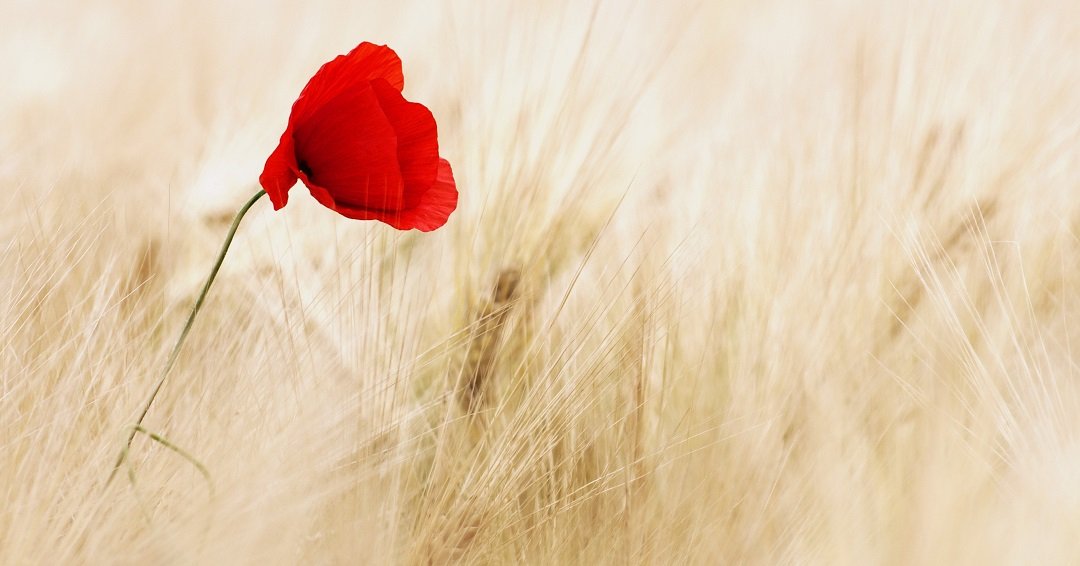 merv_pres's tweet photo. On #RemembranceDay in the UK, we pay tribute to the courage and sacrifice of those who served. #LestWeForget #RememberThem https://t.co/M51EXtyUkB