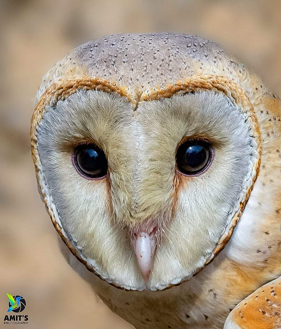 Happy Diwali everyone!! Wishing you the best of Health and Happiness!! #OwlSomeDiwali #IndiAves #TwitterNatureCommunity #birds #BirdsOfTwitter #birdwatching #ThePhotoHour #BBCWildlifePOTD #natgeoindia