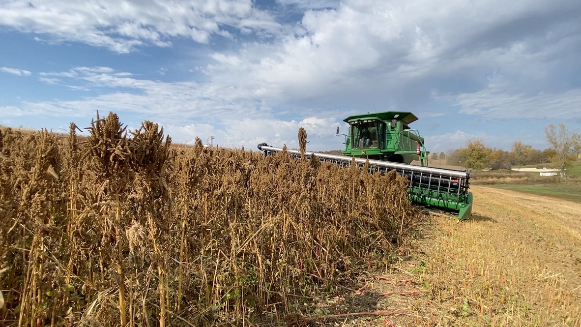 If you can't beat water hemp, may as well farm it!