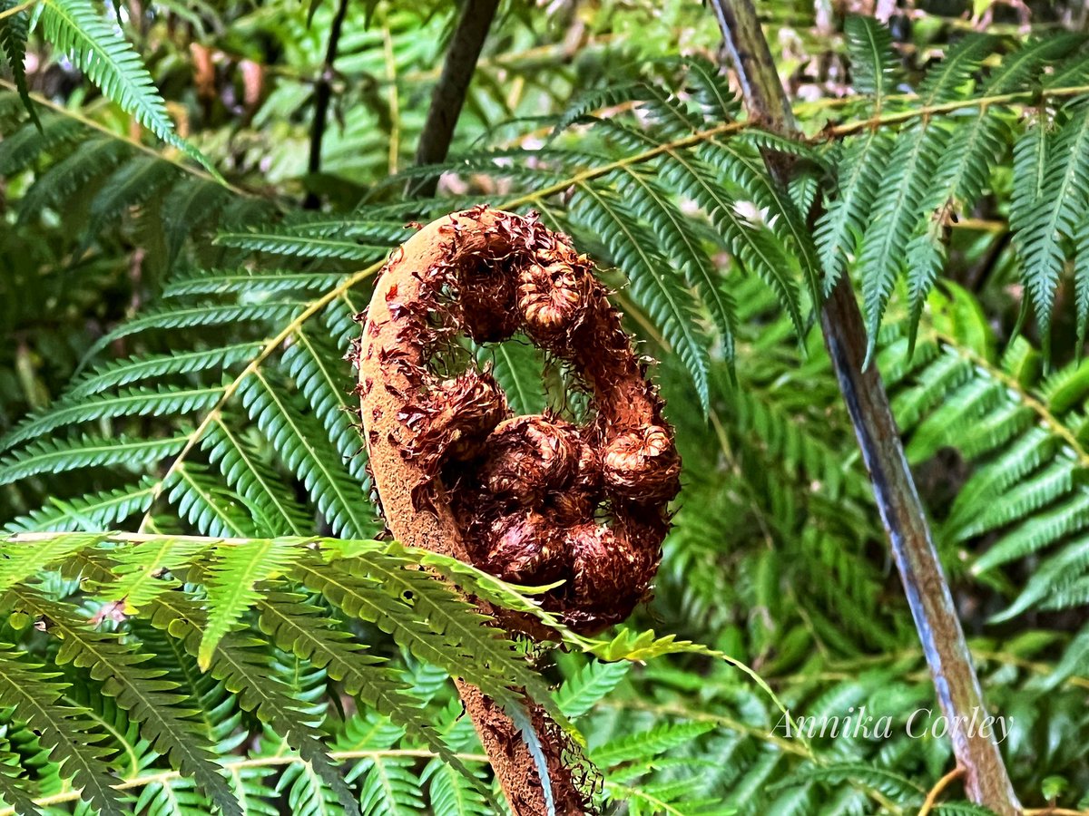 Today we went to Aongatete. I loved all the koru at various stages of rebirth.