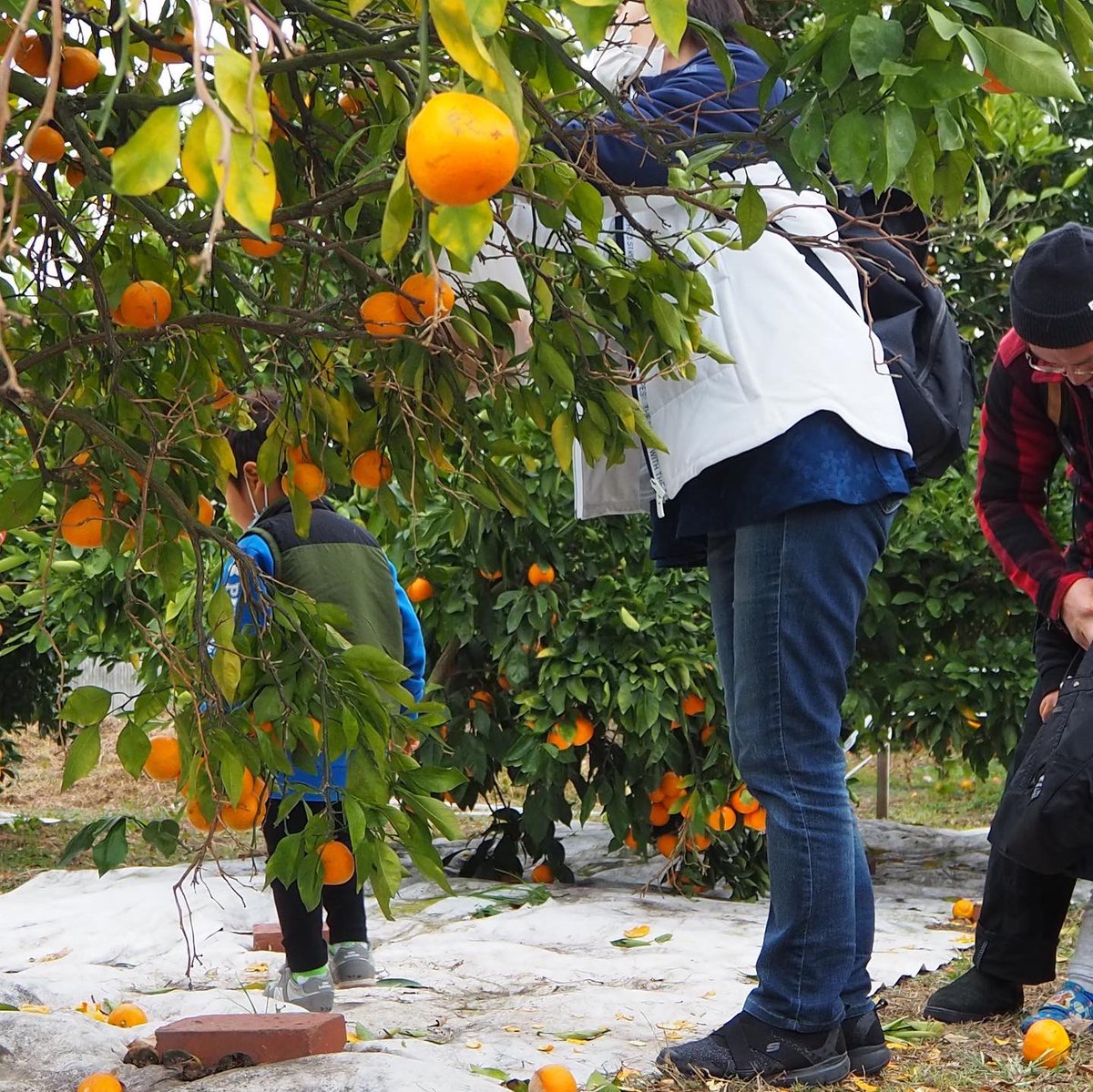 mrmiyama's tweet photo. 🍊無料モニターツアー開催🍊

訪日外国人旅行者の方限定のツアー参加者を募集します！
旅行者限定です！ごめんなさい！

ツアーは12月2日(土)と12月3日(日)の2回
内容は別々ですのでご注意ください！

詳細は画像を参照ください！

お申込みはこちらこちらから
https://t.co/2338ggluMv https://t.co/5WAiA1Rulr