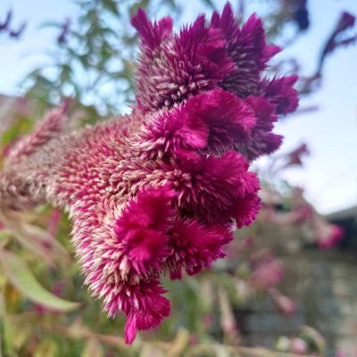 Hello Kitty Girl tweet media