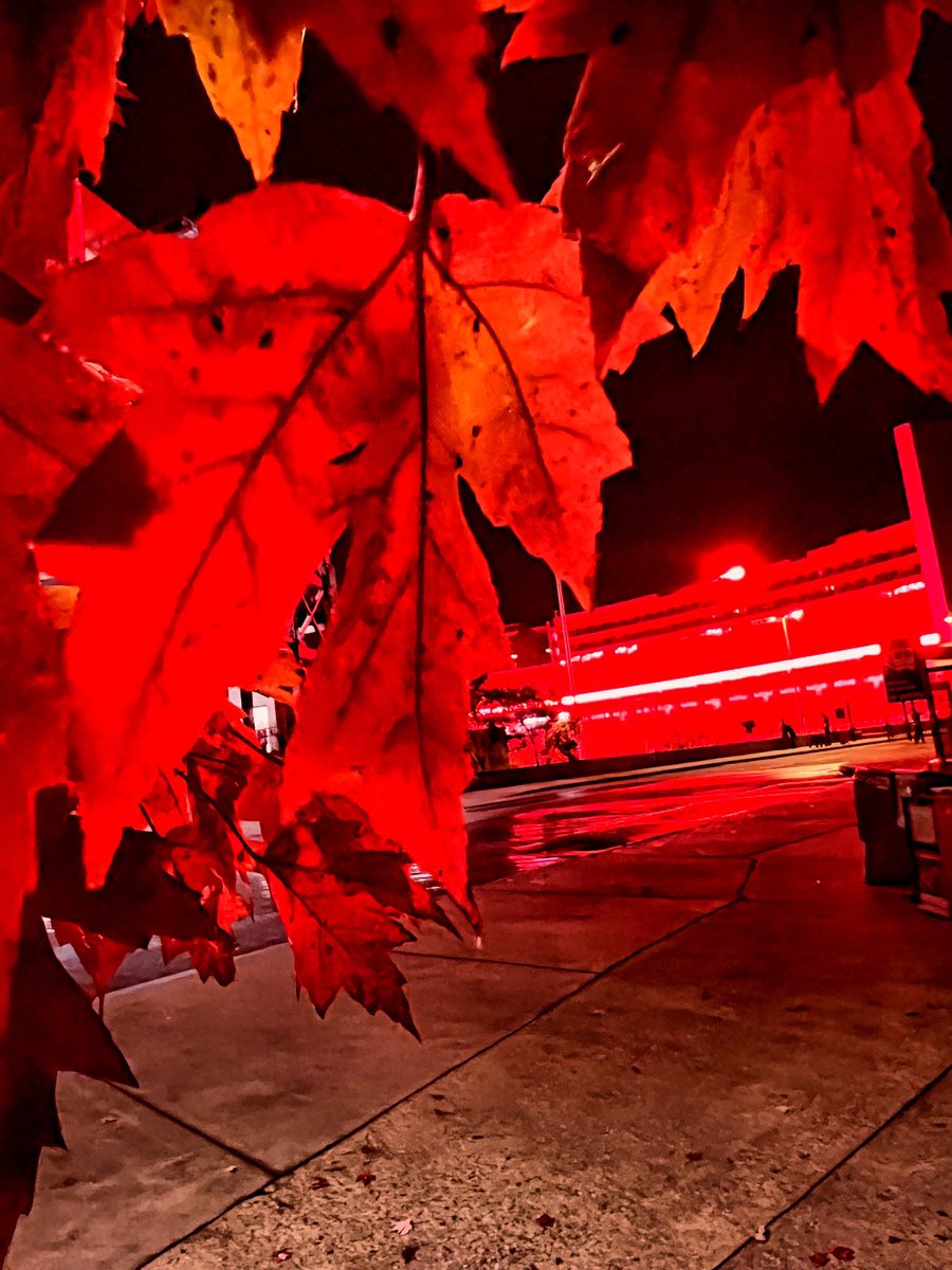 UGAAthletics's tweet photo. Red sky at night.

Dawgs delight.

#GoDawgs https://t.co/i2J9sZA4se