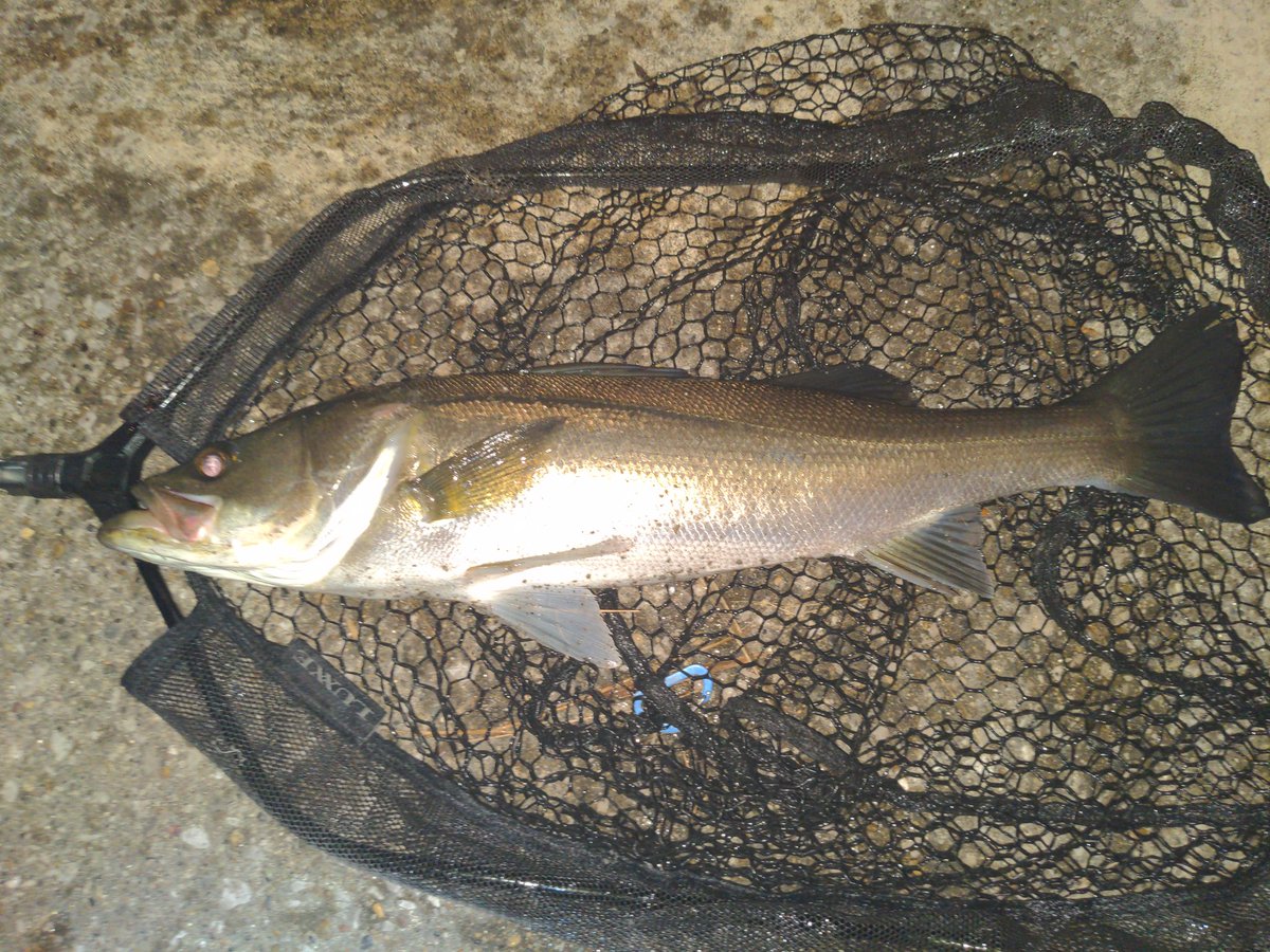 Mahito's tweet photo. 昨晩は1キャッチ4バラシ
ヒットは全部Tracy15
雨の影響か水はクリアだが魚はいる。EmpathyやKAGELOUなどには反応がない。レンジを下げるためTracy15を投入するとそこから連続ヒット!
途中70オーバーをランディングでバラシたのは痛かったが62が釣れてよかった
夜だけど早巻き効いた!
#BluBlue https://t.co/KWT6pfHK5R
