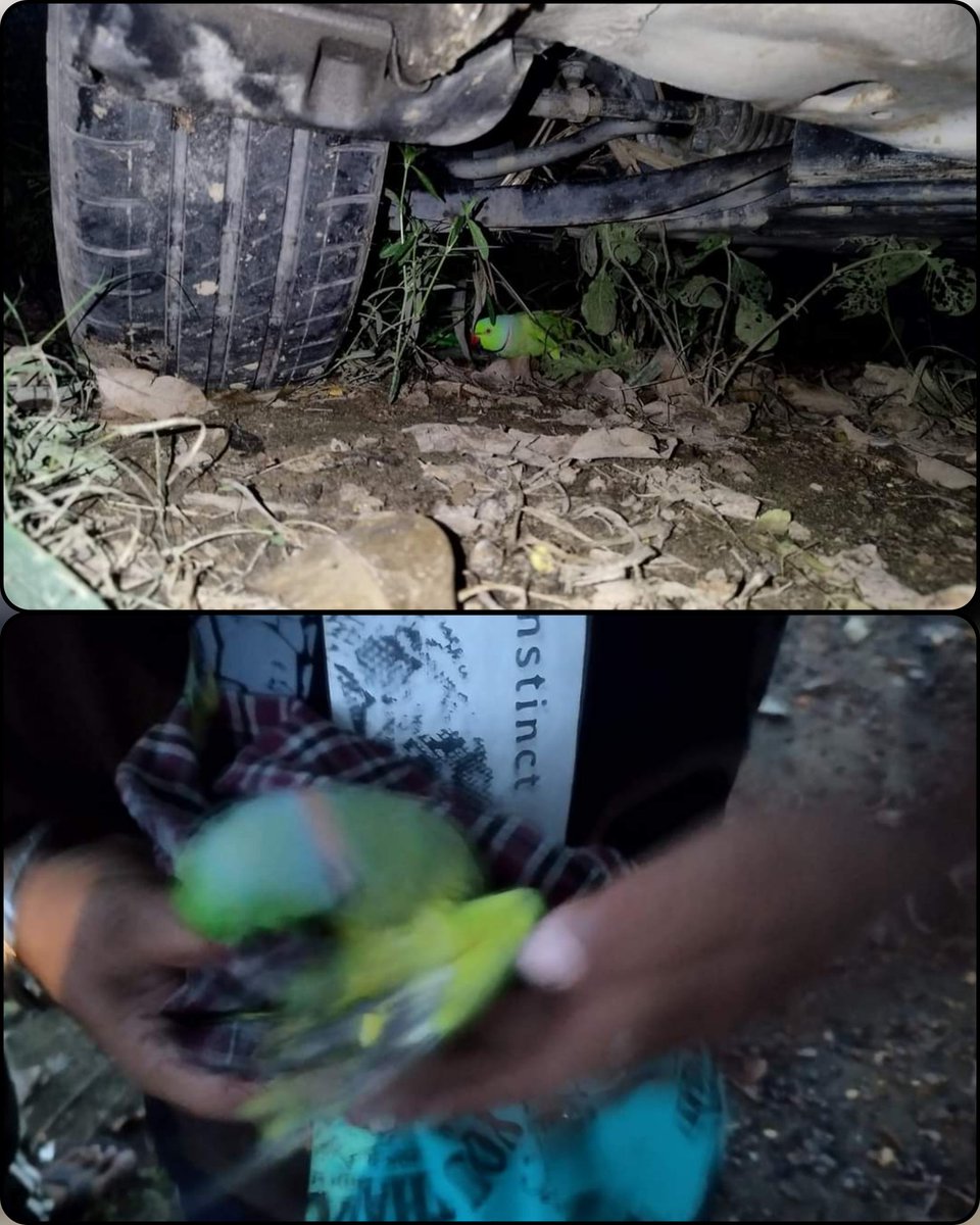 ਸਾਡੇ ਸੇਵਾਦਾਰ ਨੂੰ ਇੱਕ ਤੋਤਾ 🦜ਦਾ ਬੱਚਾ ਜੋ ਕਿ ਦਰੱਖਤ ਤੋਂ ਹੇਠਾਂ ਡਿੱਗਿਆ ਦੇਖਿਆ ਤੇ ਨਾਲ ਦੀ ਨਾਲ ਹੀ ਨੇੜੇ ਅਵਾਰਾ ਕੁੱਤਿਆਂ ਨੇ ਇਸ ਤੋਤੇ ਦੇ ਬੱਚੇ ਨੂੰ ਨੋਚਨ ਦੀ ਕੋਸ਼ਿਸ਼ ਕੀਤੀ ਤਾਂ ਬੀੜ ਸੇਵਾਦਾਰ ਨੇ ਇਸ ਦੀ ਜਾਨ ਬਚਾਉਂਦਿਆ ਇਸ ਨੂੰ ਬੜੀ ਮੁਸ਼ਕਿਲ ਨਾਲ ਰੈਸਕੂ ਕੀਤਾ ਜੋ ਕਿ ਬੱਚਾ ਡਰਦਾ ਗੱਡੀ ਦੇ ਟਾਇਰ ਨਜਦੀਕ ਜਾ ਲੁੱਕਿਆ। #SaveBirds