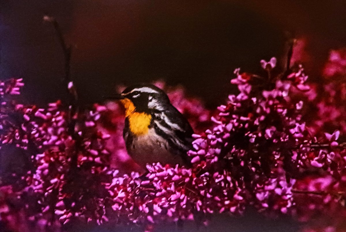 'Raking leaves into flower beds helps bugs, bees and birds survive the cold days of winter!' #AutumnVibes #SaveTheBees #BirdsSeenIn2023 #FlowersOnFriday #nature