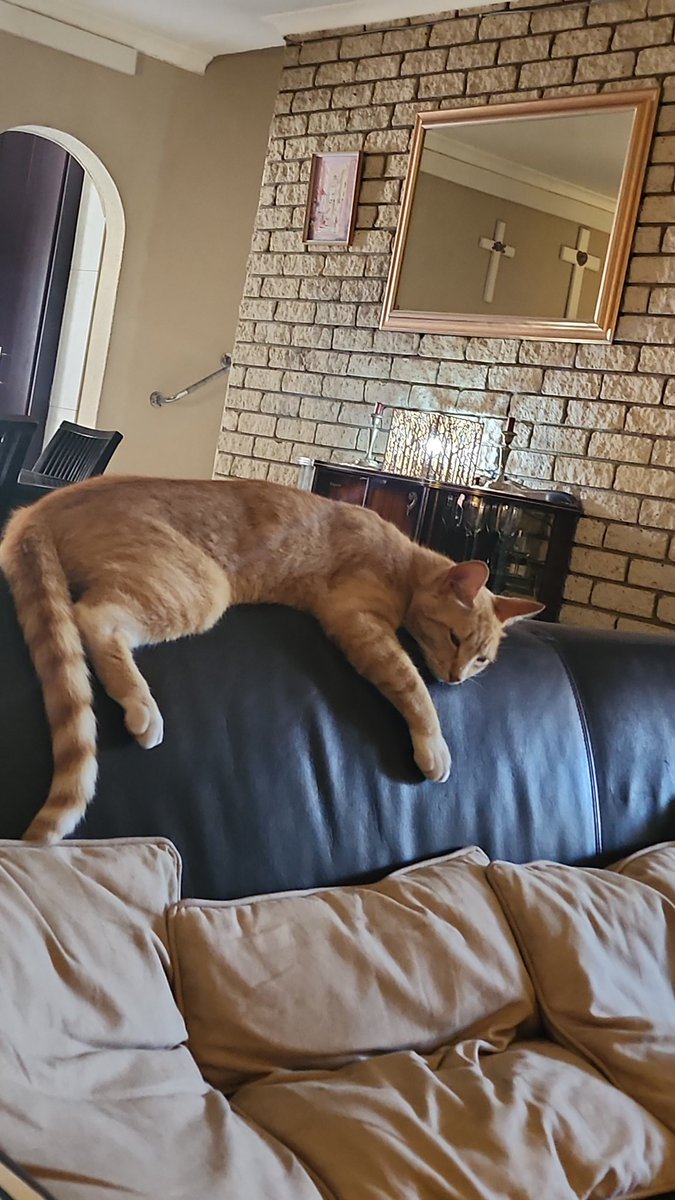 #SirPeanut says good morning to the early birds