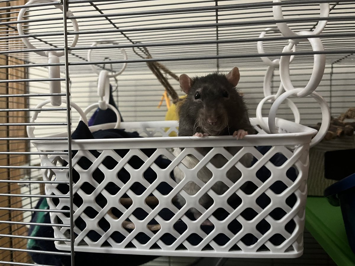 Dear, #ttrpgcommunity

It’s  #selfpromosaturday again and I got a request. 

Please post, share, and show me your work!

Let’s see what you guys have been up to!

Happy Saturday!
Rattus🐀

P.S. Enjoy Moose in his little basket. 
#ttrpg #ttrpgs #ttrpgsolidarity #ttrpgfamily