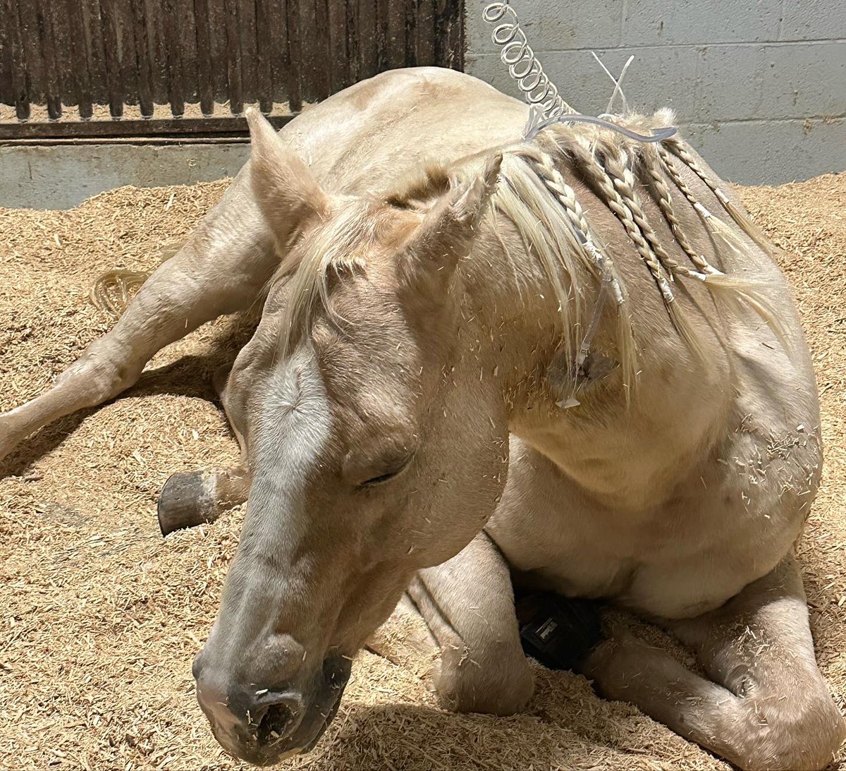 𝑨𝒎𝒊𝒂𝒉 tweet media