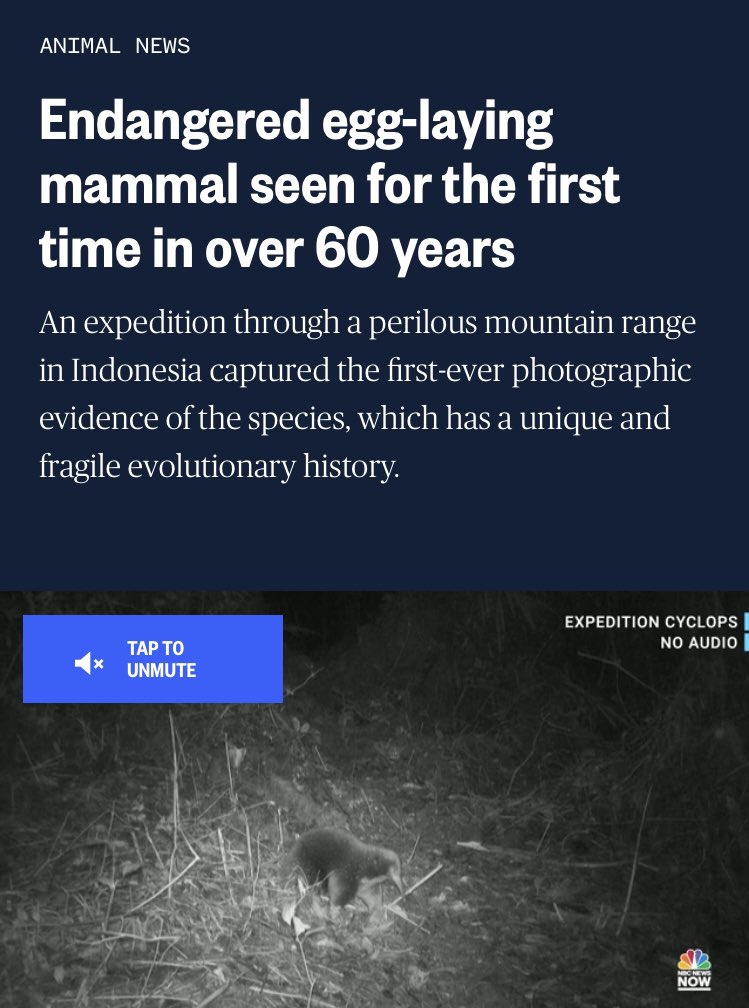 Loren Coleman (@cryptoloren) on Twitter photo Attenborough’s long-beaked echidna (Zaglossus attenboroughi) has been confirmed rediscovered in Papua Indonesia’s Cyclops Mountains. (2023).
Also rediscovered was Mayr’s honeyeater, not seen for 15 yrs. <a href="/CryptoLoren/">Loren Coleman</a>
~ International Cryptozoology Museum Attenborough’s long-beaked echidna (Zaglossus attenboroughi) has been confirmed rediscovered in Papua Indonesia’s Cyclops Mountains. (2023).
Also rediscovered was Mayr’s honeyeater, not seen for 15 yrs. <a href="/CryptoLoren/">Loren Coleman</a>
~ International Cryptozoology Museum