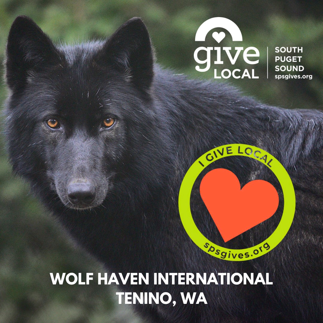 wolfhavenint's tweet image. We&apos;re excited to be part of #GiveLocal2023 with @tcfsps from Nov. 6-17. You, too, can make a gift to Wolf Haven by clicking on:
spsgives.org/o/community-fo…. 
Together, we give on spsgives.org to flourishing nonprofit projects that uplift community well-being for all.
