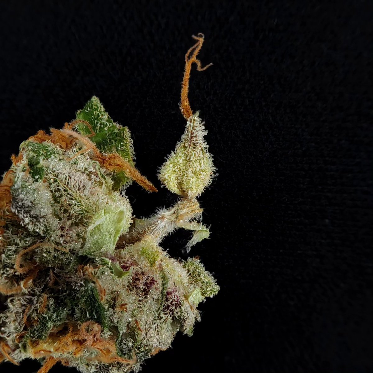 Cake Doughnut from <a href="/SKoRD_WA/">SKöRD</a> 🎂🍩😍

<a href="/originscannabis/">Origins Cannabis</a> #washington #recreation #trichome