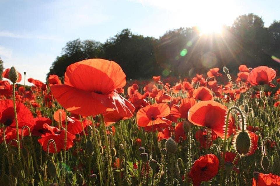 When you go home, tell them of us and say, for their tomorrow we gave our today! #LestWeForget