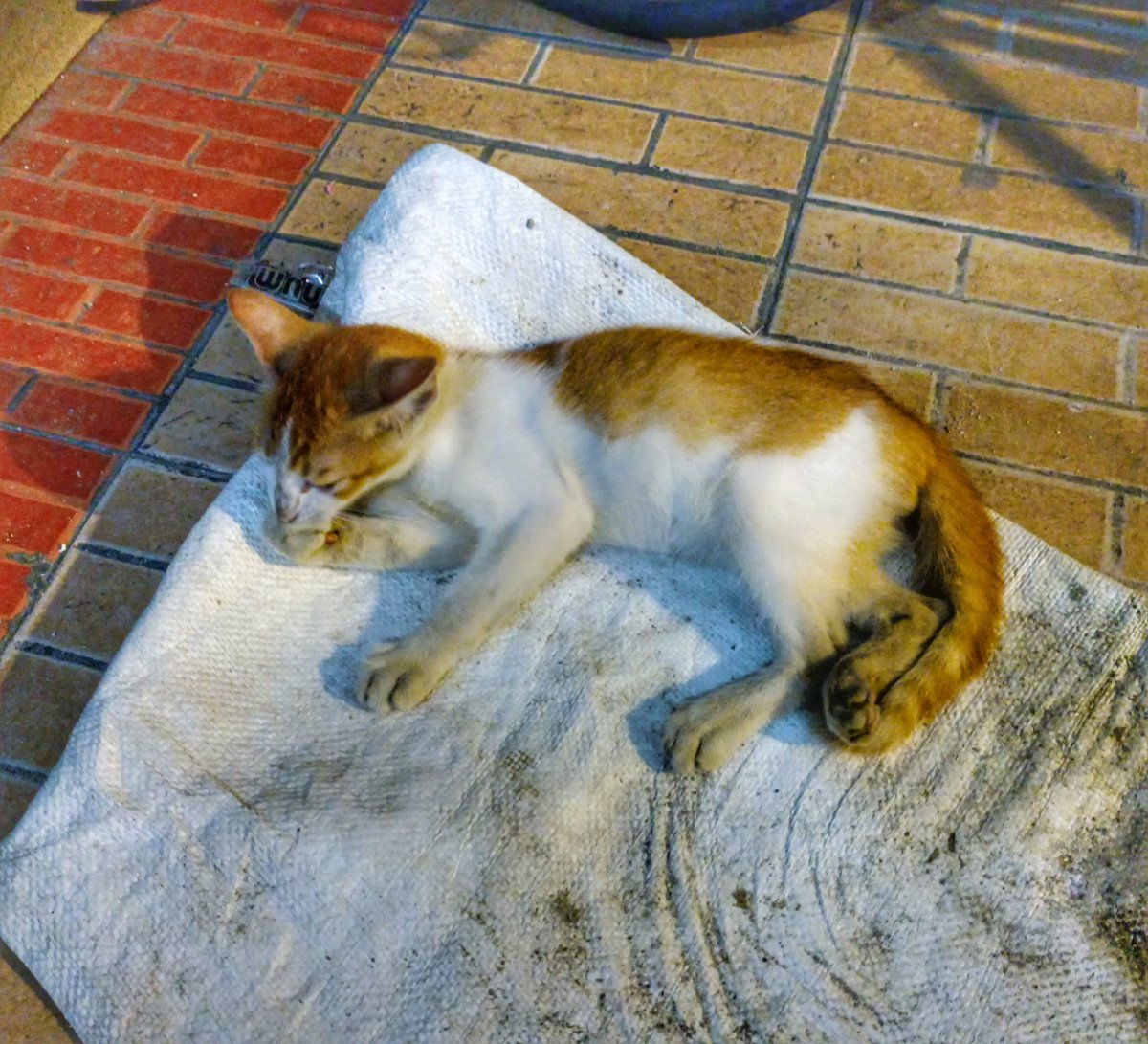 If anyone is looking to save a kitten from the street, please consider this one. Very friendly and affectionate little kitten. Showed up near muni Homecare on Ameenee Magu. I think it's a girl cat, and I'm sure she'll love whoever adopts her unconditionally.