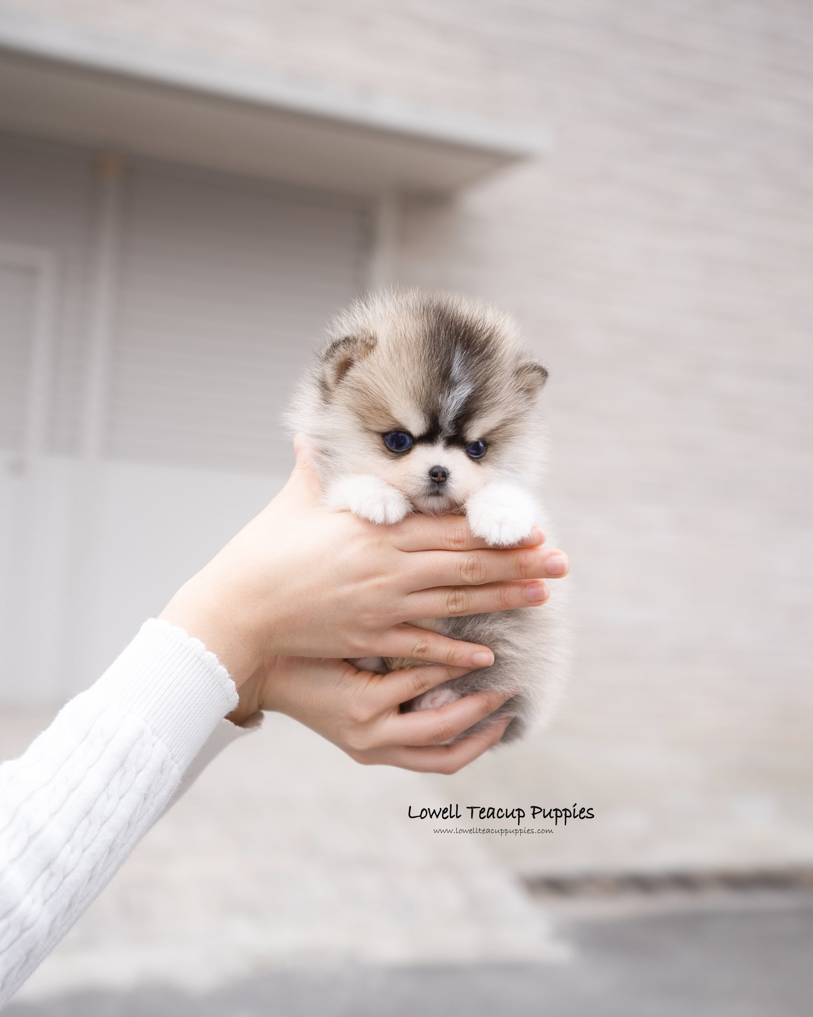 Lowell Teacup puppies inc on X