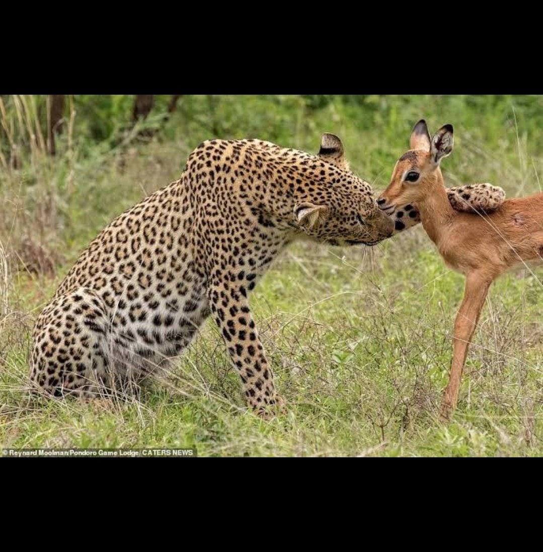 Ruvimbochimidzi's tweet photo. Ignoring all the red flags be like 😂😂😂😂

"Don't listen to them babe..... I didn't cheat. I'm not even a cheetah  💔. Do I look like one ?" https://t.co/a6aEZ9QkIB