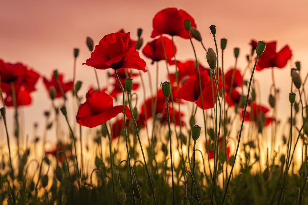 On the 11th hour of the 11th day of the 11th month - we remember those who made the ultimate sacrifice. Lest we forget. #RemembranceDay #LestWeForget