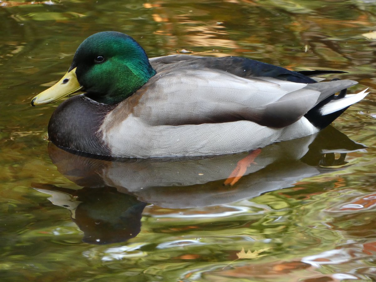 JudyZelmer's tweet image. #ShadowsReflects #ducks #nature #pond