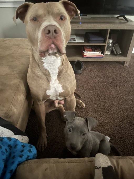 Why they think they about to eat what I&rsquo;m eating! 😂🤦🏻&zwj;♀️ https://t.co/sXFIa8mDHE<a href="/tag/isis"class="tags"><span>#isis</span></a>