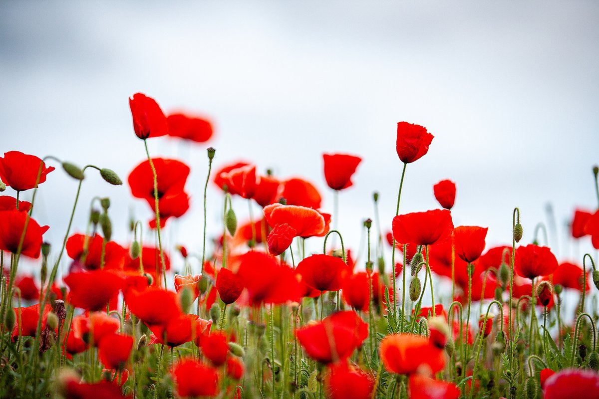 We must never forget the devastating impact of #ChemicalWeapons. On this #ArmisticeDay, we pay our respects and rededicate ourselves to eliminating these abhorrent weapons forever. 🕊️

#RemembranceDay