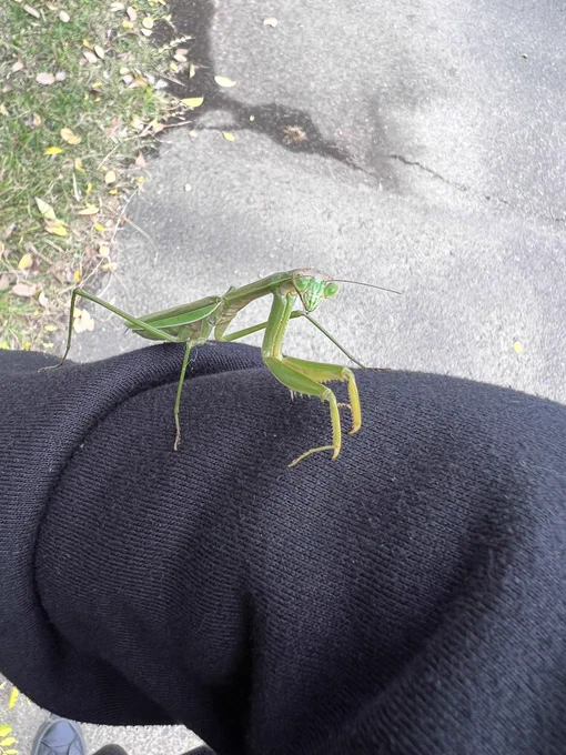 あ、会えましたあ!!!!虫の写真注意 