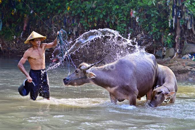 #programfolback
#milenialku 
Kebo kabotan sungu ~ 17

<a href="/herry_wl/">Herry Herry🇲🇨🇲🇨</a> 
<a href="/Evie19101/">Evie1910</a>
<a href="/eddesign_/">EDD</a>
<a href="/uka_gentayangan/">Don_bugsy</a>
<a href="/harryy289/">rain</a>

@GP_Menang
<a href="/Peranta24228158/">Rambut Putih</a>
<a href="/Joes22525134/">EpoK~EpoK 🇮🇩</a>
<a href="/rantautompo48/">rantau tompo</a>
<a href="/tbfadli57/">Tubagus Fadli</a>

<a href="/CupiD__22/">Рой младший_Соколиный глаз</a>
<a href="/arafa_je/">arafaa</a>
<a href="/kumbang233/">kumbang</a>
@7Senyumlah
@75Mahrus