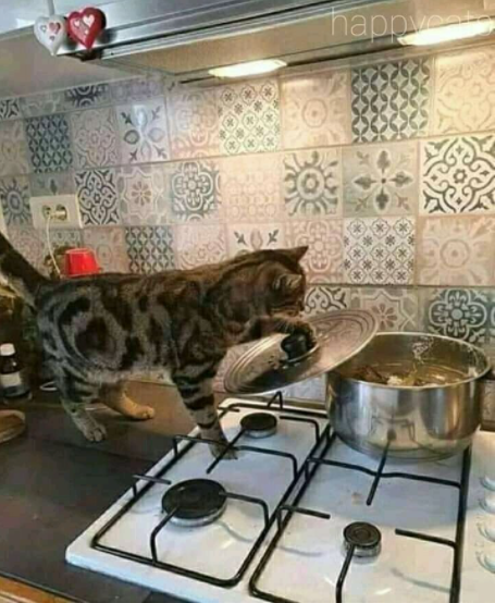 meow2you's tweet photo. "You're home early, human. Dinner will be ready soon. I'm trying out a new recipe for sparrow stew." 😹😋😹
#CookSomethingBoldDay
@ThePhilosopurr @GeneralCattis @HarryCatPurrs @CatFanatic9 @LuminousNumino1 @TERRYW_UK @PeterRABBIT67 @briano29 @eliznoelle @EringoB02429272 @lymeist https://t.co/JmarG2ErYI