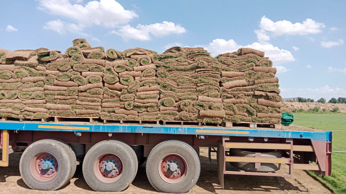 نجيل طبيعي واشجار متنوعة مشاتل ومزارع بساتين الخليج 0547438487
0537606955