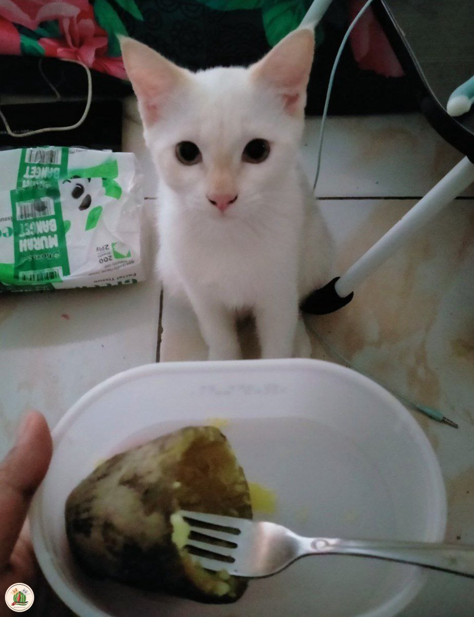 5 bulan idup ama ku, 2 hal yg konsisten dia palak pas aku makan: sosis sama ubi 😭 kok bisa kcg! suka ubi 😭 ampe berdiri noel2 minta, aku makan ayam aja dia kepo doang trs pergi, giliran sosis ama ubi ditungguin