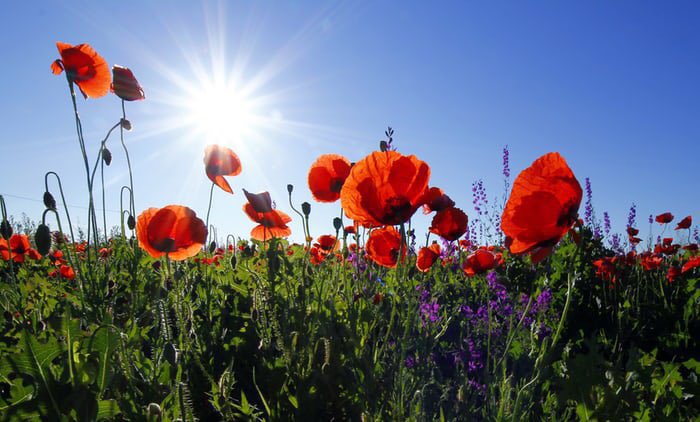 2023 is the 104th anniversary of the publishing of John McCrae's (1872-1918)🇨🇦 'In Flanders Fields and Other Poems.' First published in Punch magazine, In Flanders Fields led to the 1921 adoption of the poppy as the symbol for the British & Commonwealth war dead. #CanadaRemembers