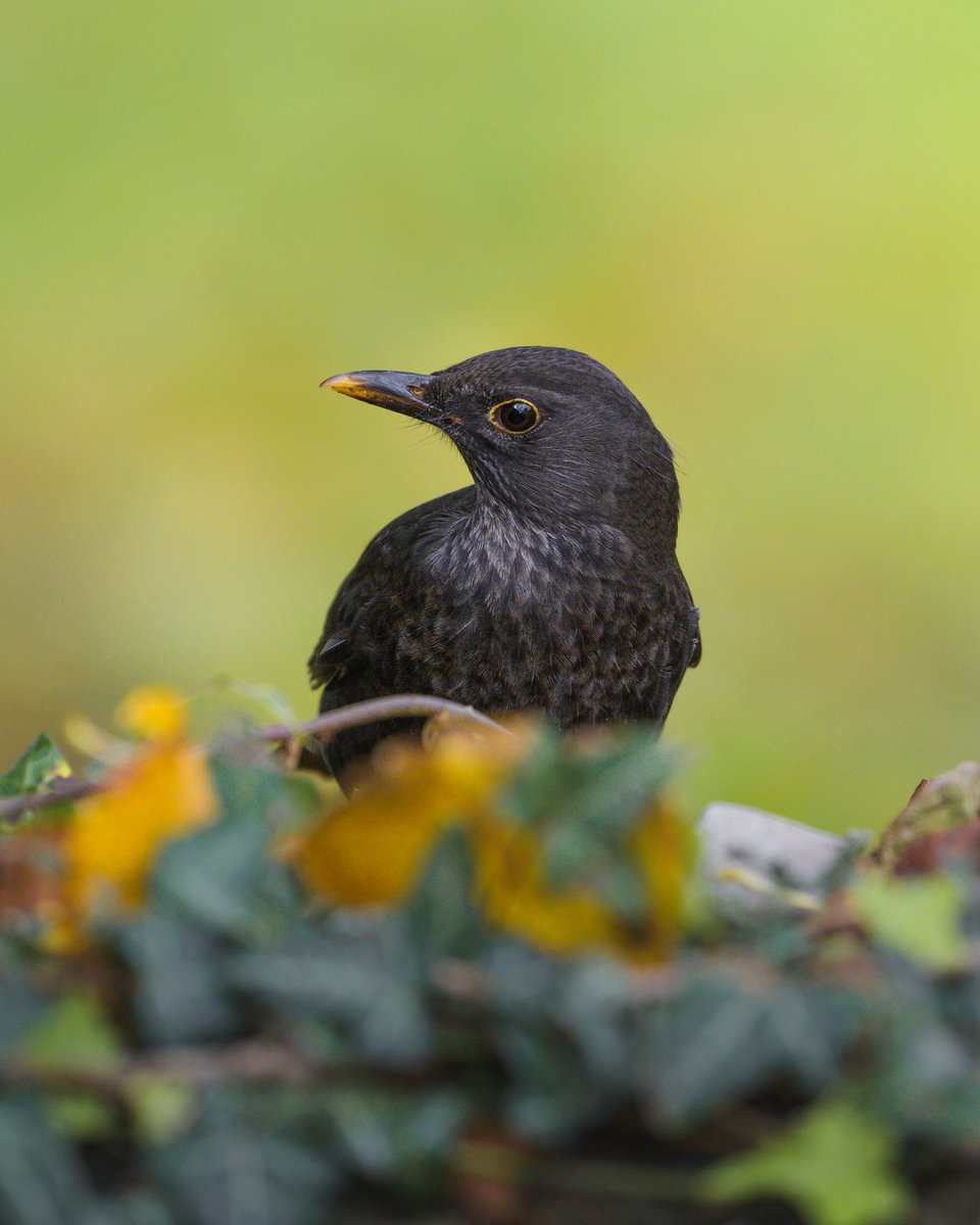Good morning from a common Blackbird… Usually they are the first singing birds in the morning and i just love to wake up together with the blackbirds…