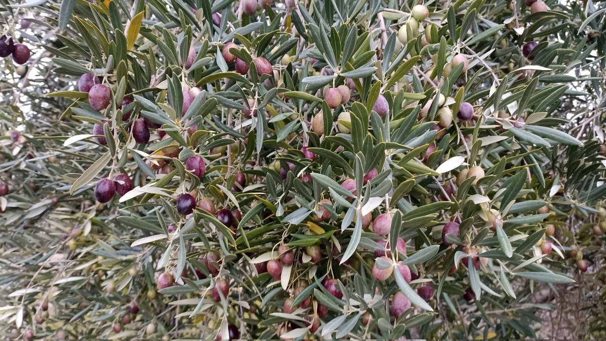 #AgropopularMatarraña
Buenos días desde #Linares.
Espectacular aspecto de la aceituna 🫒 de la variedad #picual tras las  lluvias ⛈️ y las temperaturas agradables de los últimos días.
El 20 de Noviembre empezamos la recolección.
#AOVE #Jaén #ElAguaEsVida💧
#Valderrobres