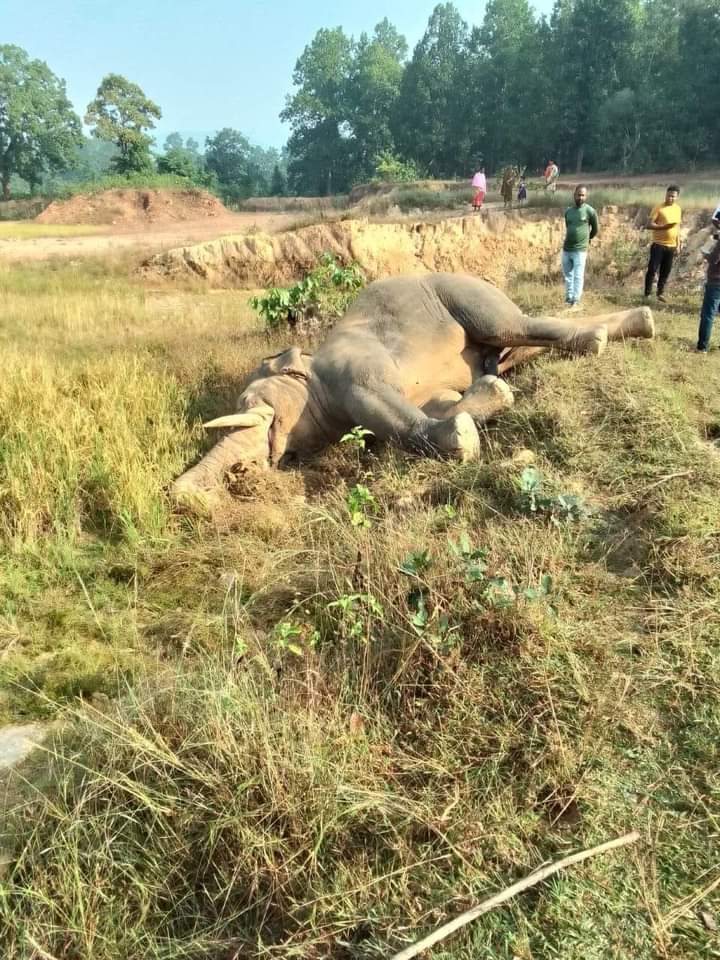 Tusker died due to #electrocution in a paddy field. The owner had protected the field with live electric wire from #wildlife under @DfoKeonjhar. Two accused arrested in this matter. #Elephants #ManAnimalCnflict @vfaes_org ommcomnews.com/odisha-news/tu…